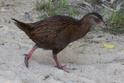 Gallirallus australis (Weka).jpg